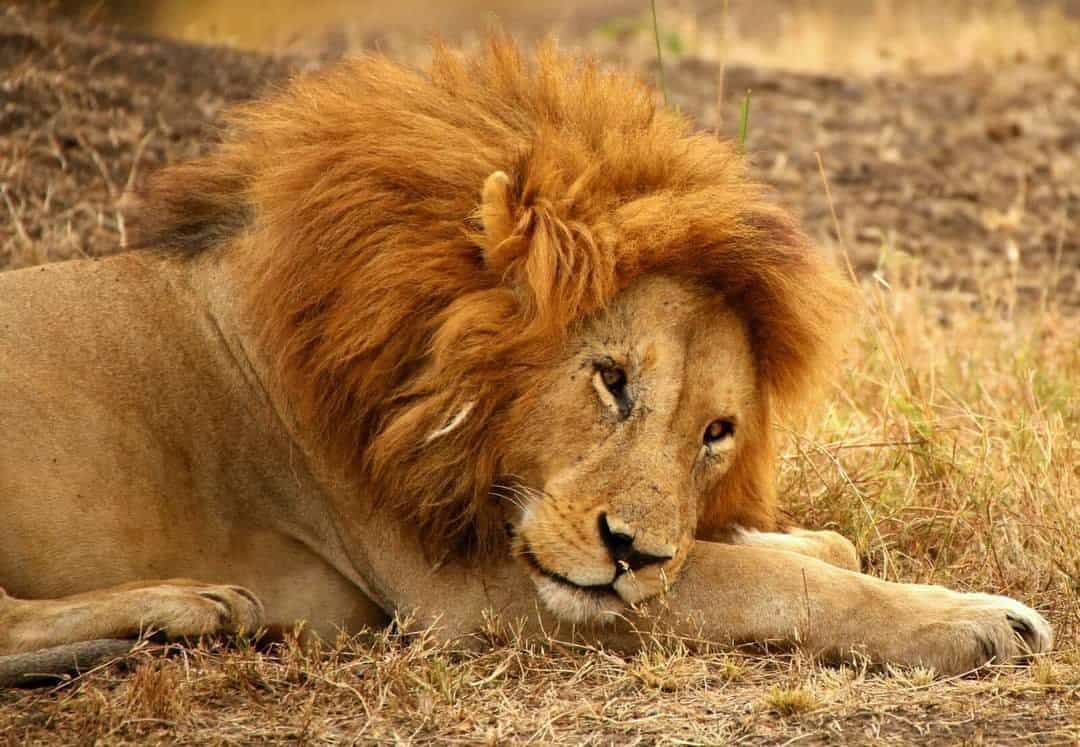 7 Days Kenya Wildlife Jeep Safari