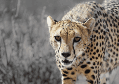 15 Days Kenya Safari and Beach Experience