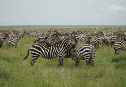 8-Day Chase the Great Migration in Tanzania