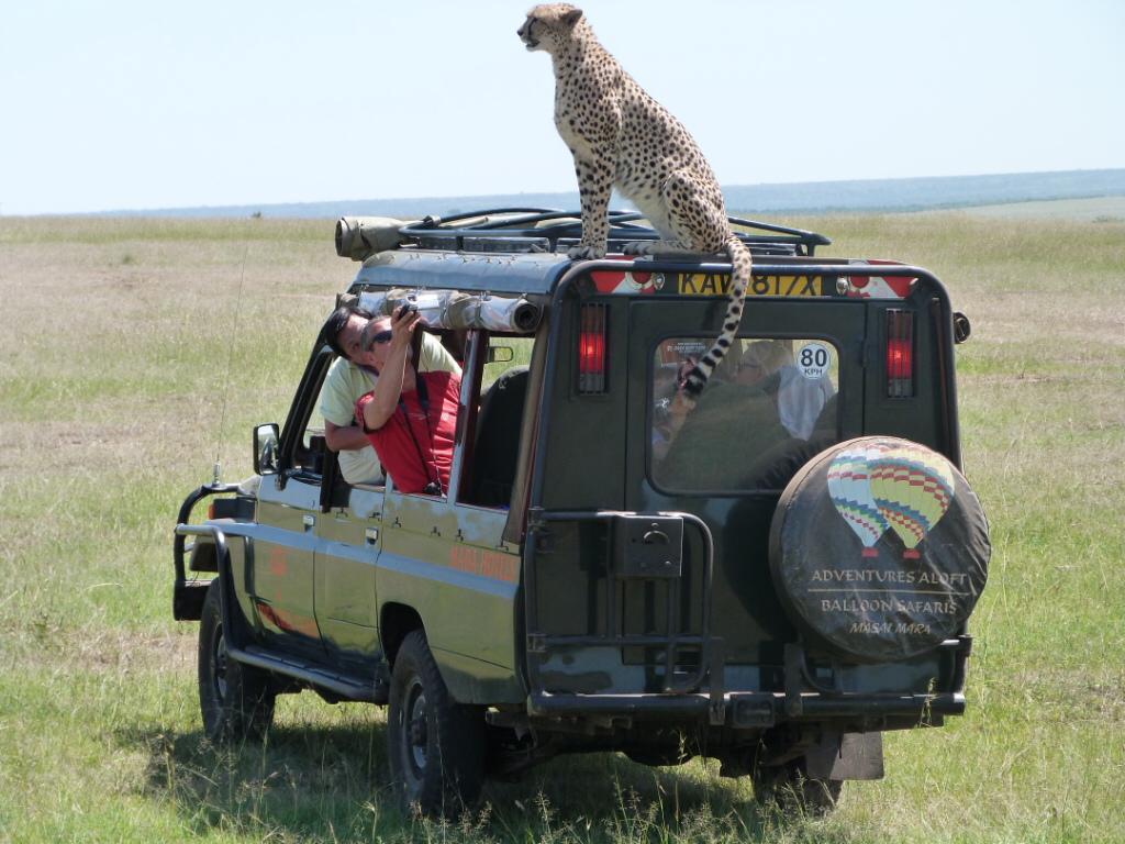 Sleeping lions in the shade
