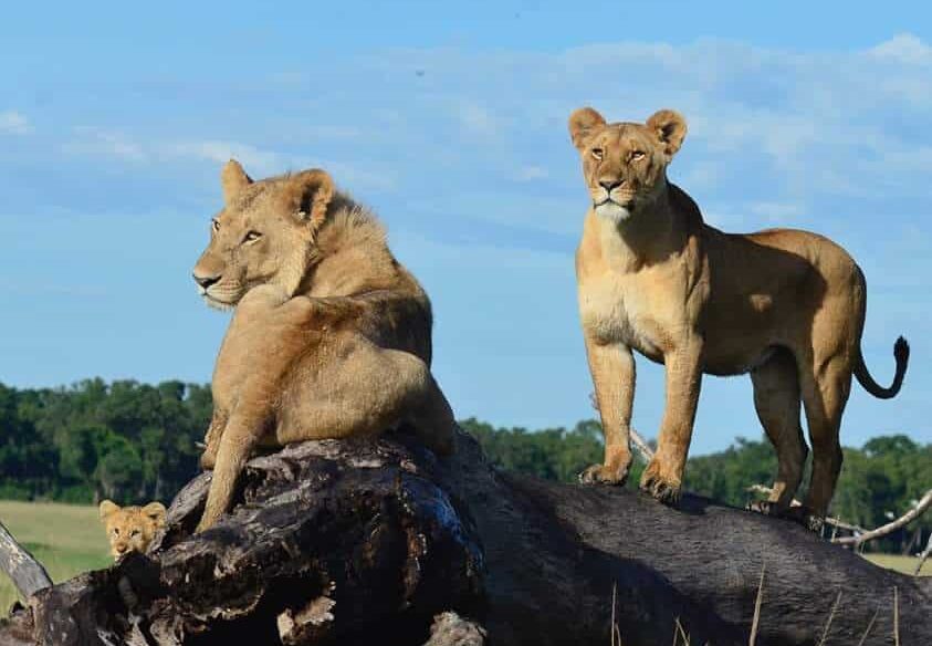 8-Day Northern Circuit Safari: Tanzania Big Five & Beyond