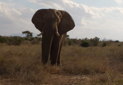 5-Day Amboseli, Tsavo West & Tsavo East Safari