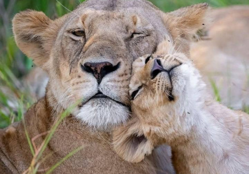 Lion of Serengeti Migration