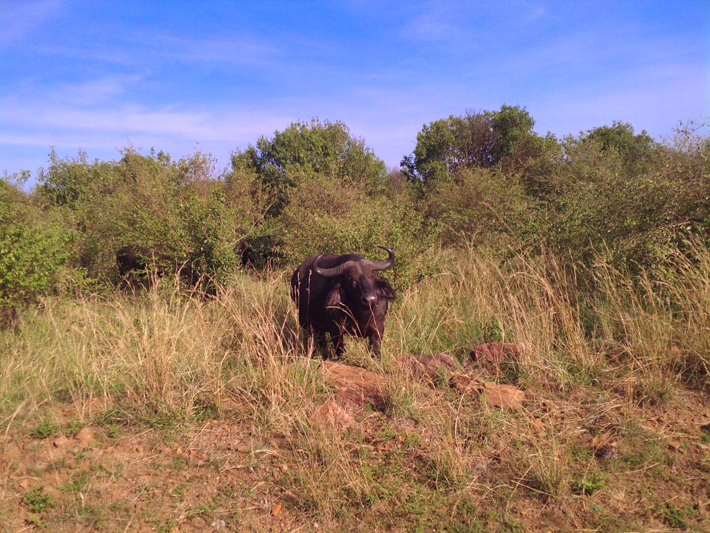 A buffalo has emerged