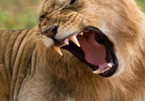 Masai Mara 1