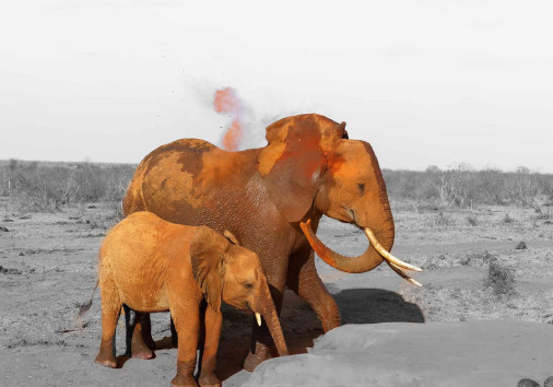 Red Elephants P