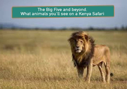 The Big Five of Kenya