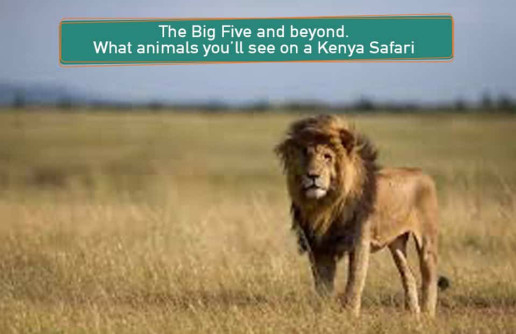 The Big Five of Kenya