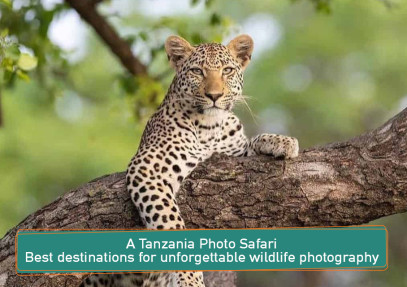 A Tanzania photo safari for unforgettable wildlife photography