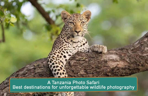 A Tanzania photo safari for unforgettable wildlife photography