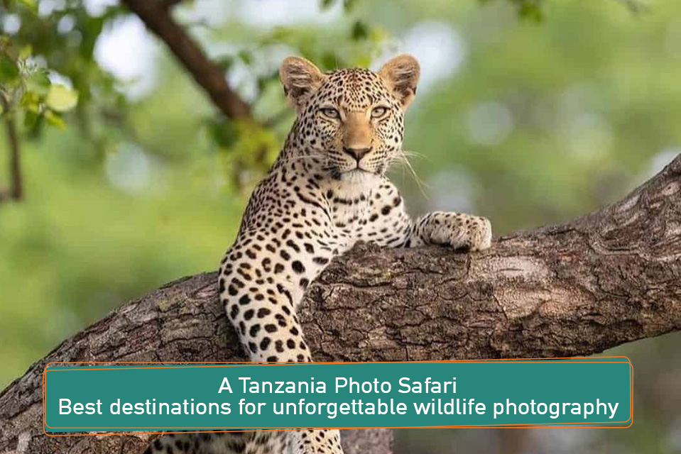 A Tanzania photo safari for unforgettable wildlife photography