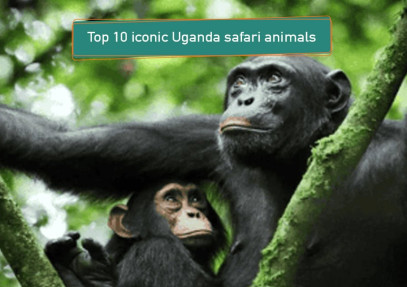 Top 10 Iconic Uganda Safari Animals