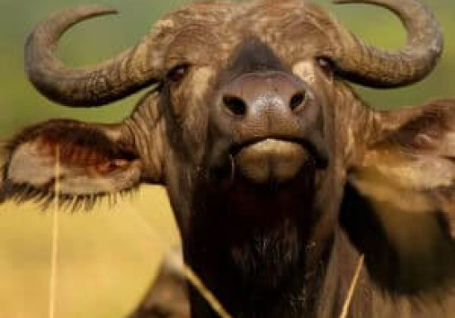 Wb Pic Deal Buffallo