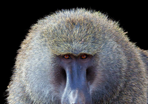 Baboon P1