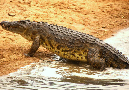Crocodile Excellent Africa Tours Travel