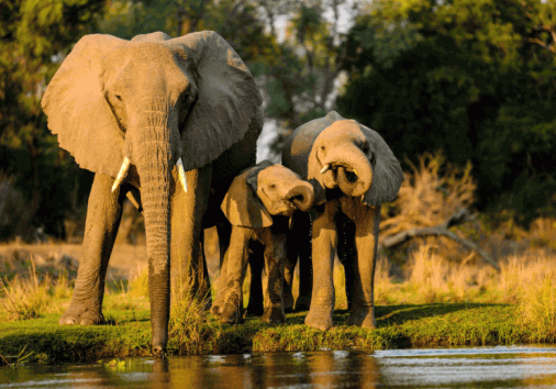 Elephants Enjoy A Drink