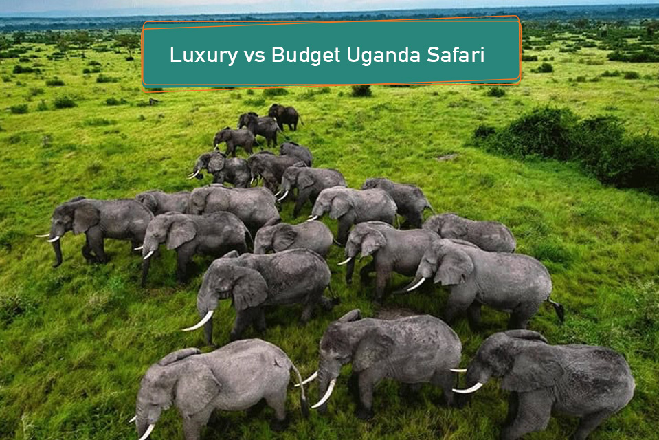 Luxury vs Budget Uganda Safari