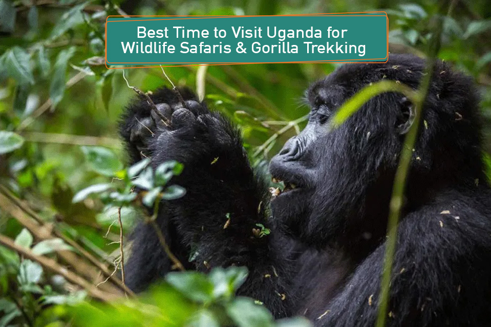 Best Time to Visit Uganda for Wildlife Safaris & Gorilla Trekking