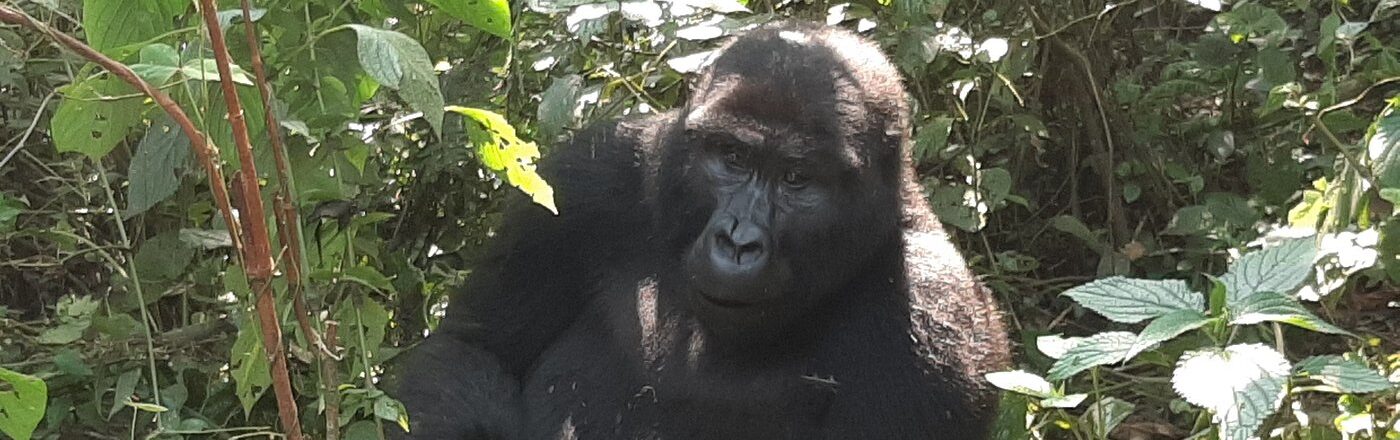 Adult Gorilla Bwindi Forest Uganda