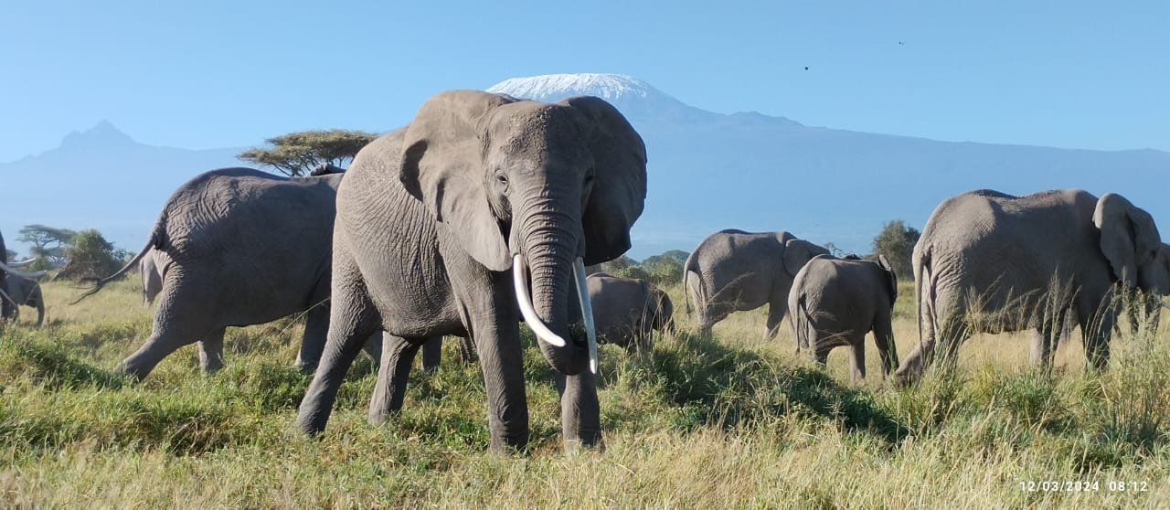 10 Days Kenya Wildlife and Diani Beach Experience