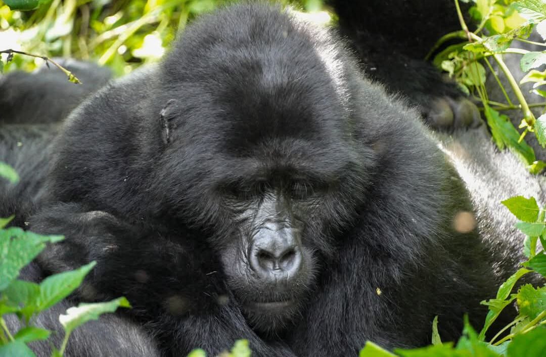 8 Days Uganda Gorilla Trek, Chimpanzees and Wildlife Safari