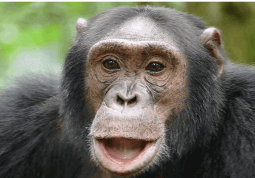 Chimpanzee Tracking Kibale