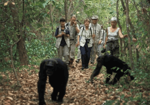 Chimpanzee Tracking Permits Uganda