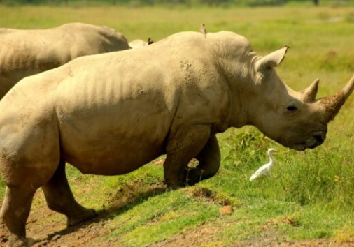 Excellent Africa Rhino