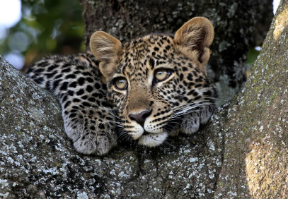 4 Days Masai Mara Migration Safari