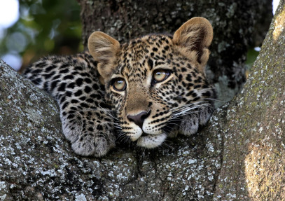 4 Days Masai Mara Migration Safari