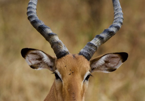 Excellent,africa Impala