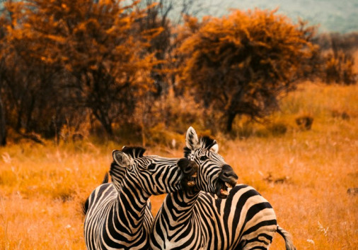 Exellafrica Zebras