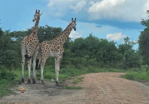 Giraffe Couple Murchison Falls National Park
