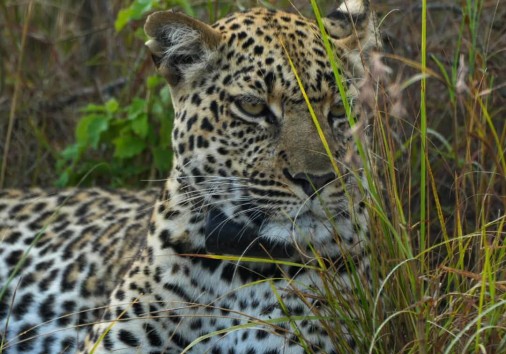 Hiding Leopard Queen Elizabeth Np