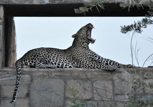Leopard Murchison Falls National Park