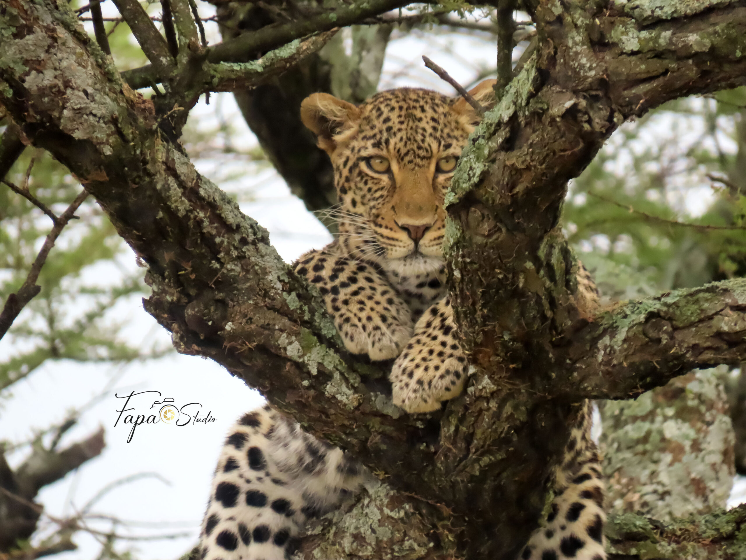 4-Day Wild Adventure in Tarangire, Serengeti, Ngorongoro