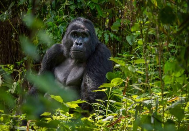 10 Days Uganda Gorilla and Wildlife
