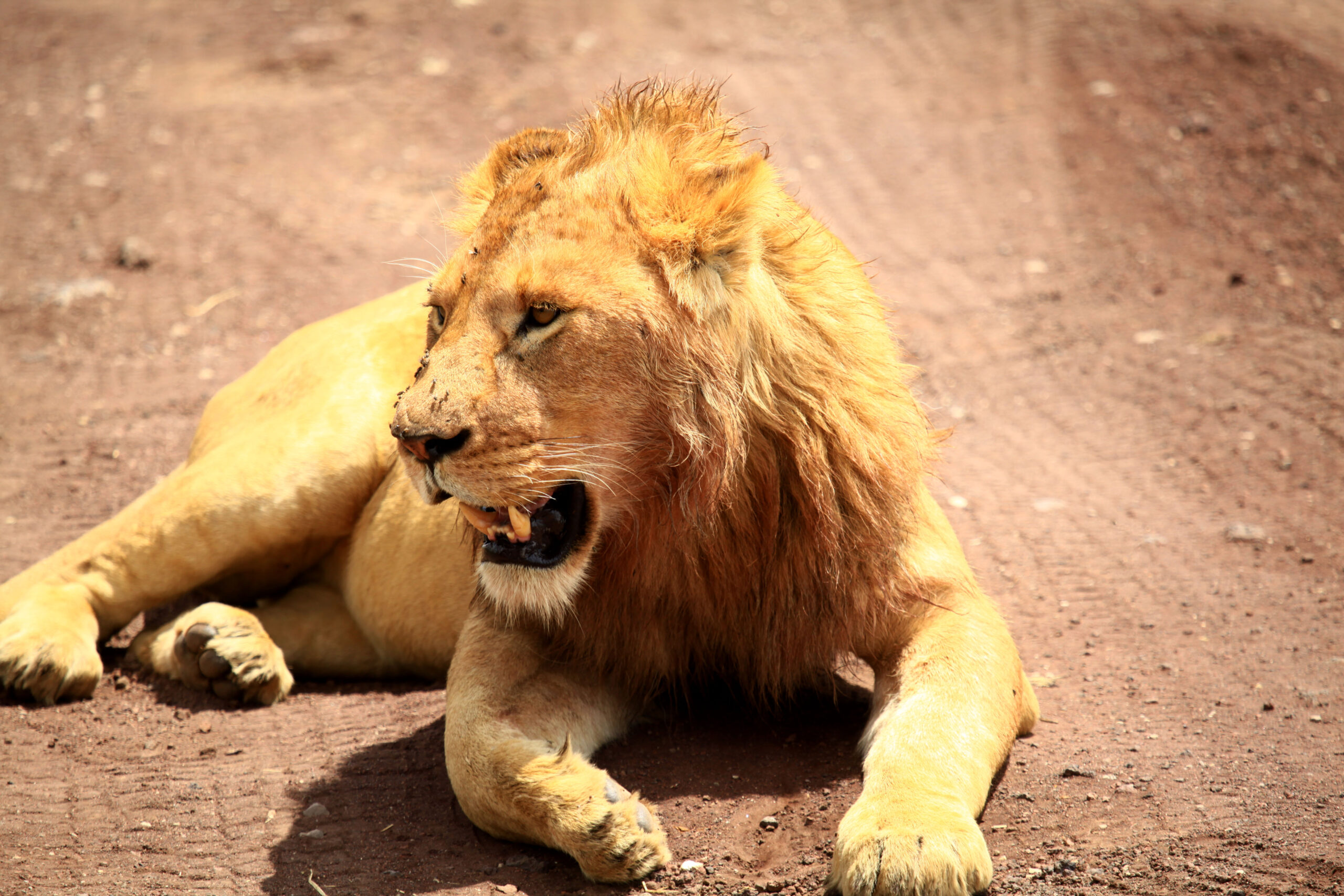 10-Day Comfort Wildlife and Zanzibar Beach Safari