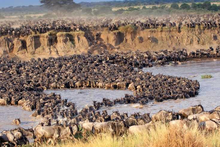 3 Days Masai Mara Wildebeest Migration Watch (Group safari)