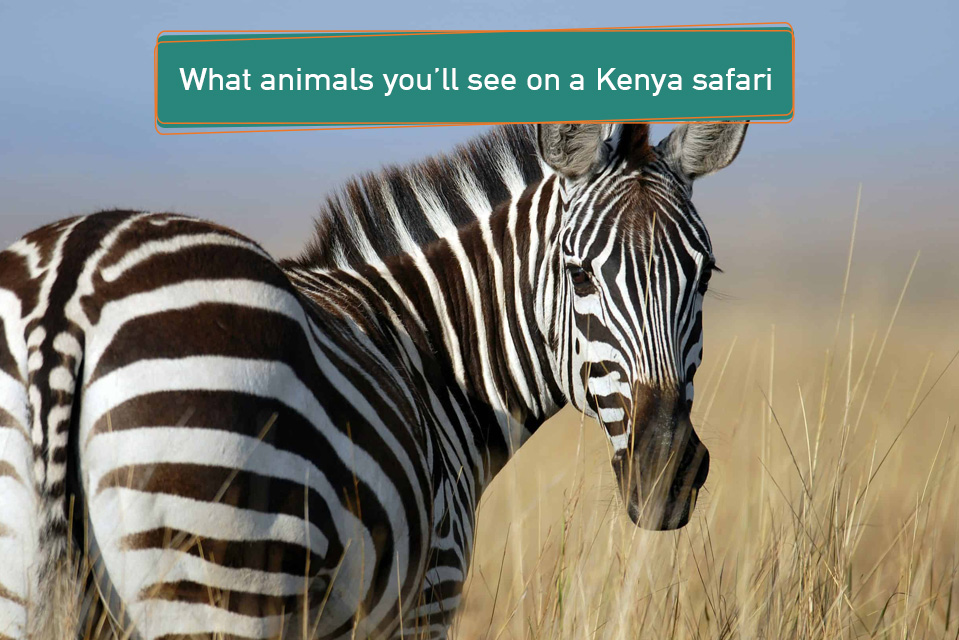 What animals you’ll see on a Kenya safari
