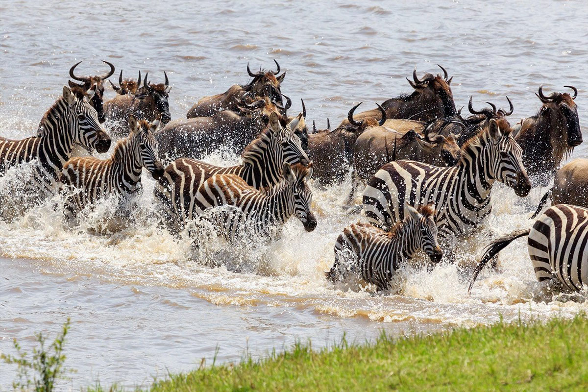 8-Day Great Migration Safari and Mara River Crossing