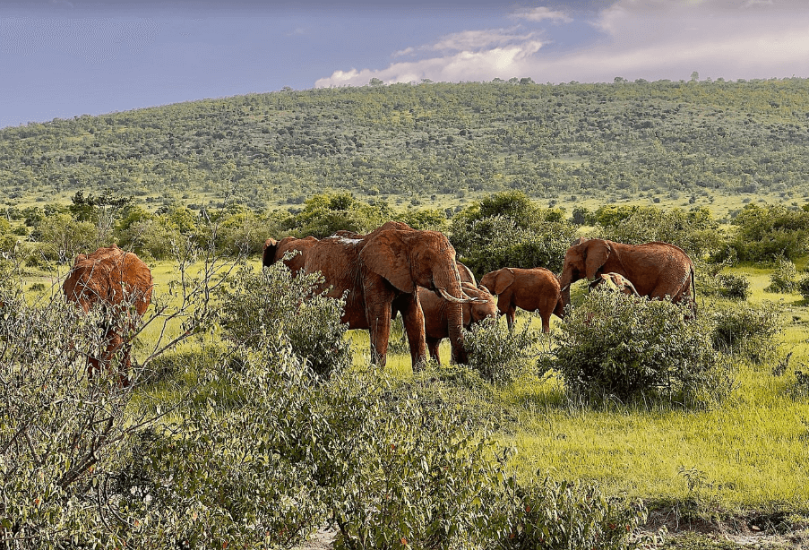 3 Days Masai Mara Big 5 amp Wildebeest - Elephants Masai Mara Game Reserve Kenya