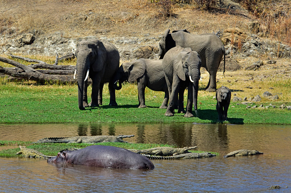 Wilds Of Africa Tours & Travel
