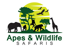 Apes and Wildlife Safaris
