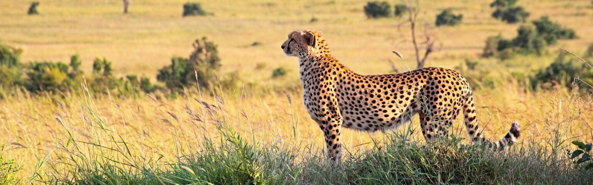 Siafu Tanzania Safaris