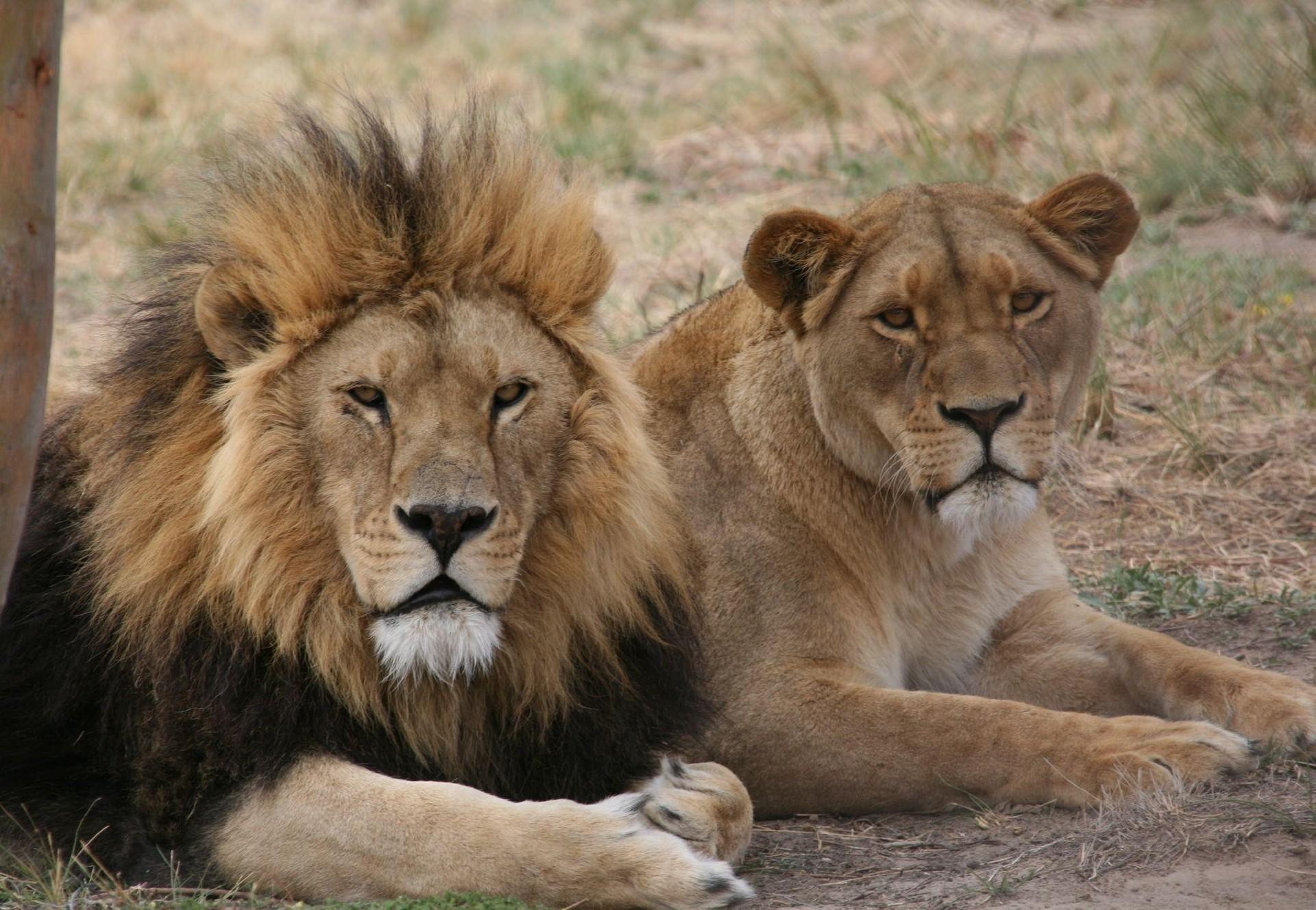7- DAY TANZANIA MID- BUDGET SAFARI & CULTURAL EXPERIENCE