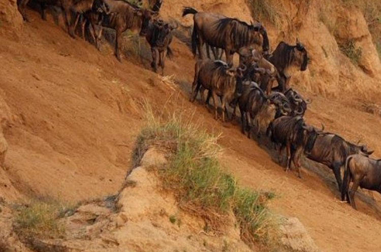 3 Days Masai Mara Big 5 & Wildebeest Migration Safari
