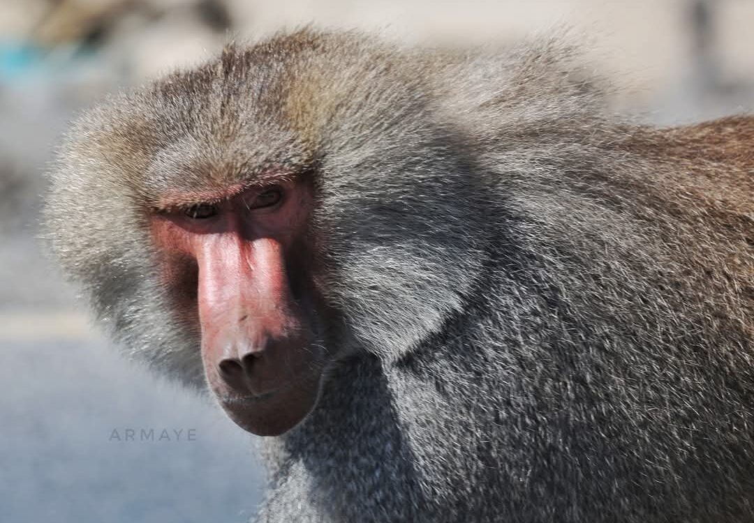 12 Days Ethiopian Endemic Wildlife Watching Experience