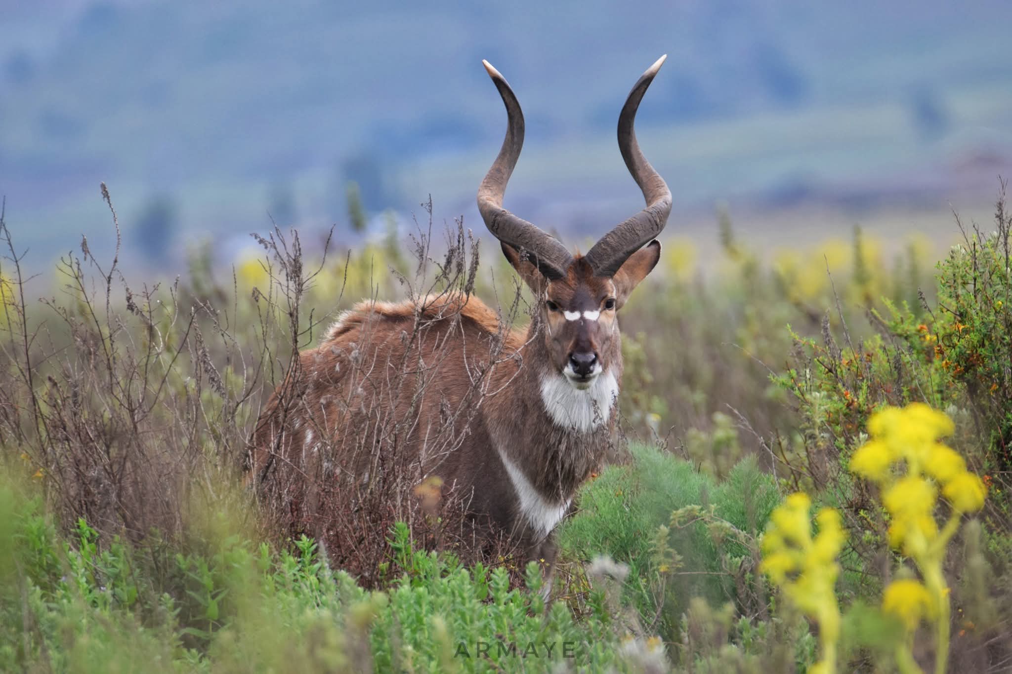 Fb Img 1750073937701