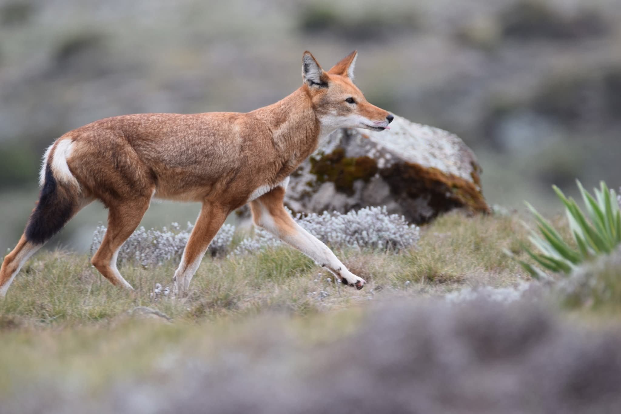 Fb Img 1751296475114